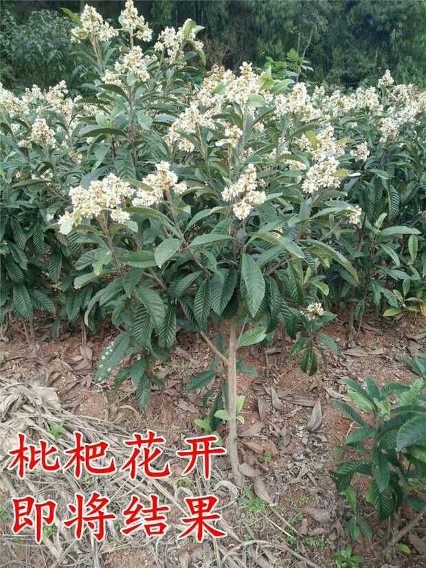 洞庭枇杷树苗  洞庭枇杷苗甜五星白玉枇杷树苗庭院盆栽地栽果树苗木南北方