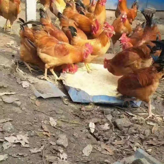 枣阳市 优质土鸡苗