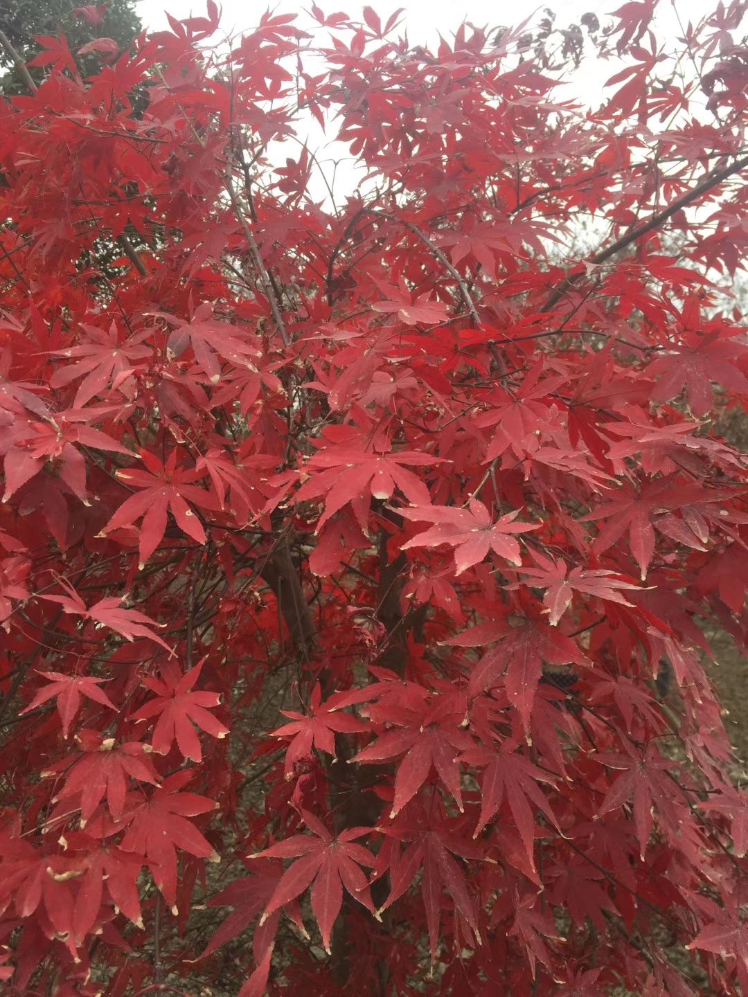 中国红枫 红枫，优质红枫树，四川红枫基地出售，成都红枫批发价格