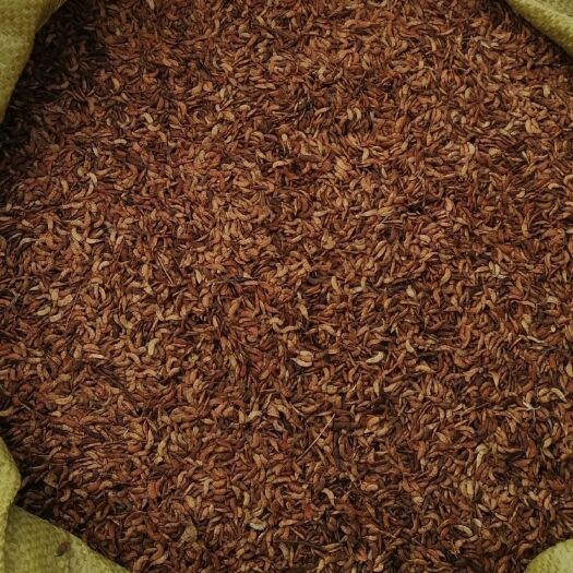 东丰县紫穗槐种子  出售2020年（油条籽），产于吉林省辽源市。