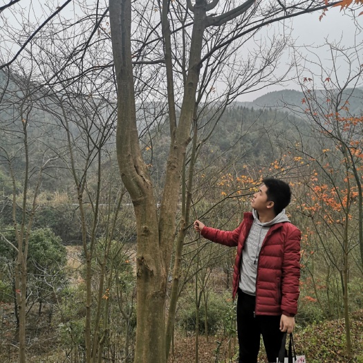 全州县中国红枫 本园林有大量不同规格的红枫，尺寸大小量多，一手货源，价格实惠