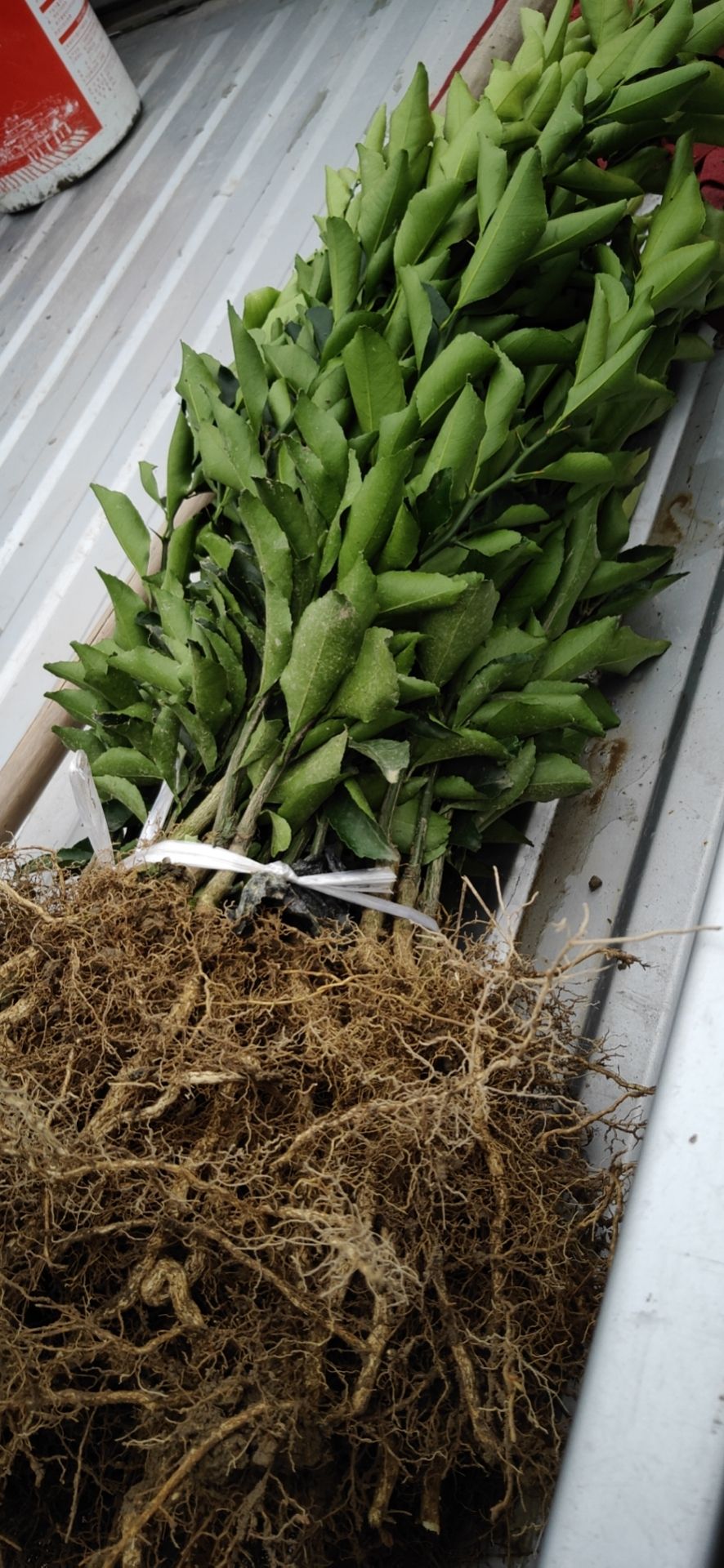 红心柚苗 三红柚包品种纯度保成活率包技术指