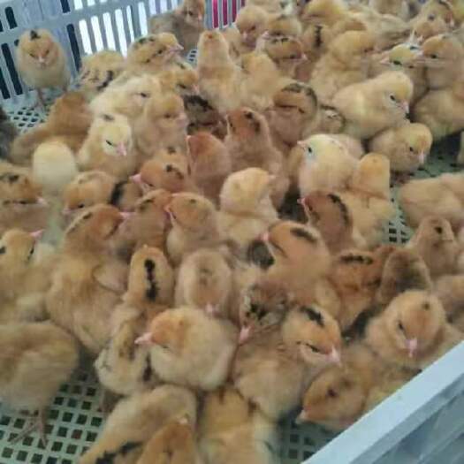 徐州土鸡苗 母