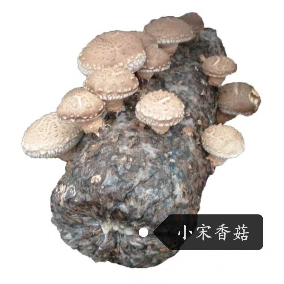 普通香菇  2020新货 鲜香菇 冬菇 个头饱满 肉厚 不开伞 批发