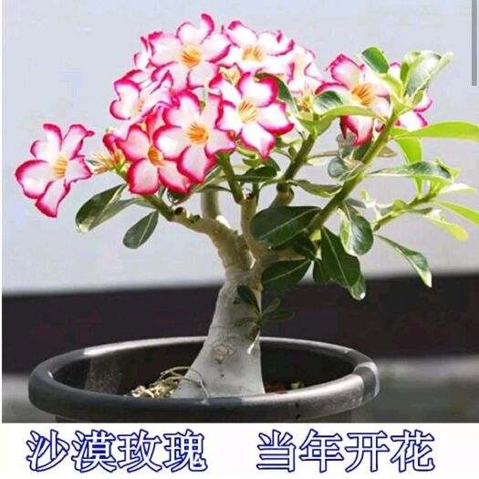 沭阳县 沙漠玫瑰