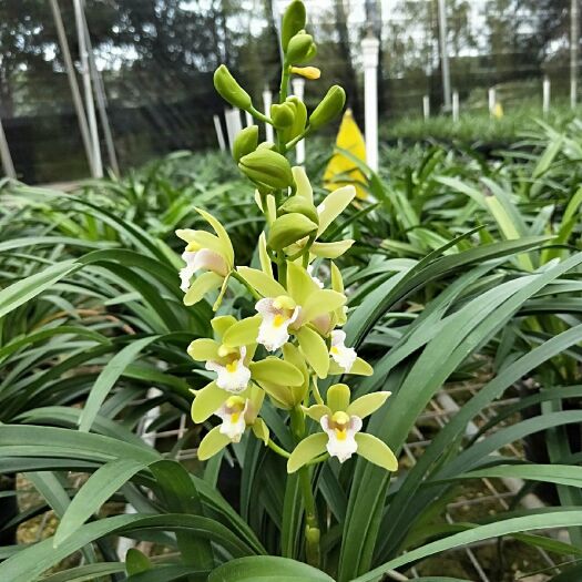 兰花建兰十八格格花期浓香优雅室内绿植盆栽花卉好养易活