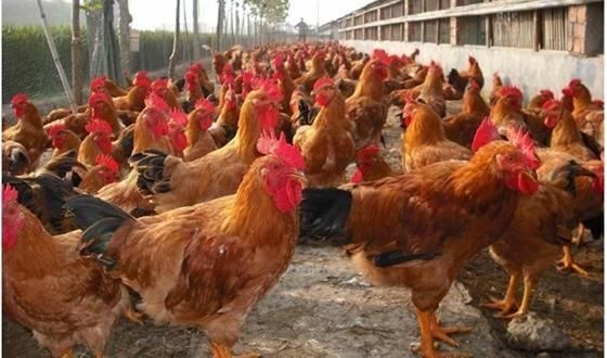 南宁 良凤花鸡苗 快大肉鸡苗 广西大种麻鸡苗 鸡苗活苗种苗批发包打
