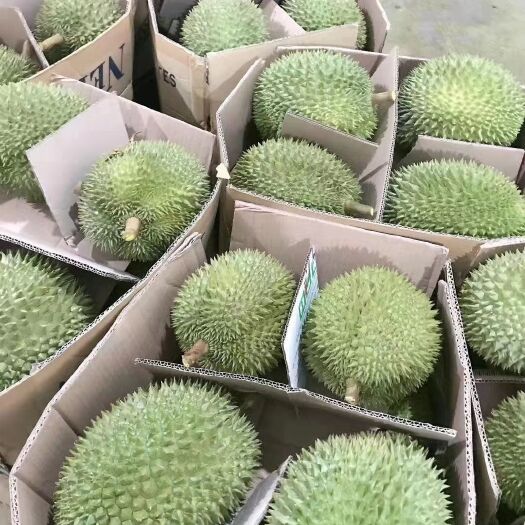 昆明 泰国金枕榴莲