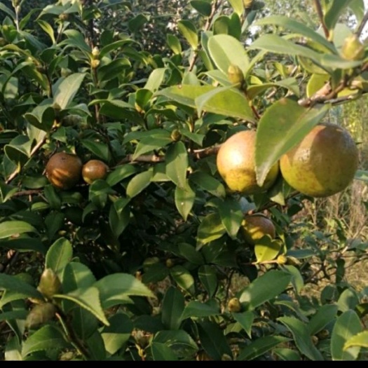 玉山县 自制山茶油