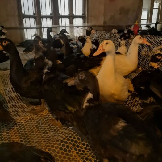 扬州 精品花番鸭