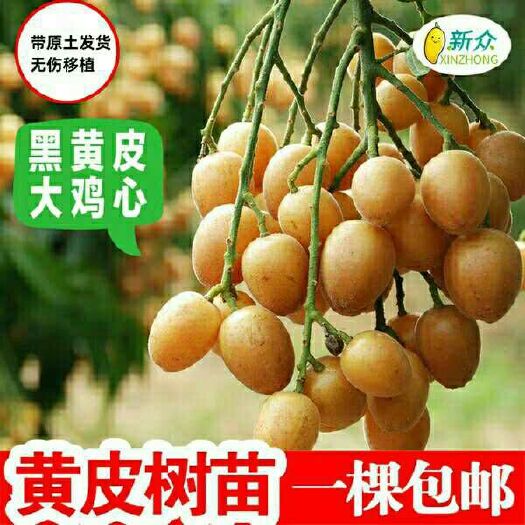灵山县 广西黄皮果苗无核黑黄皮苗树四季鸡心果苗南方种植果树嫁接苗盆栽