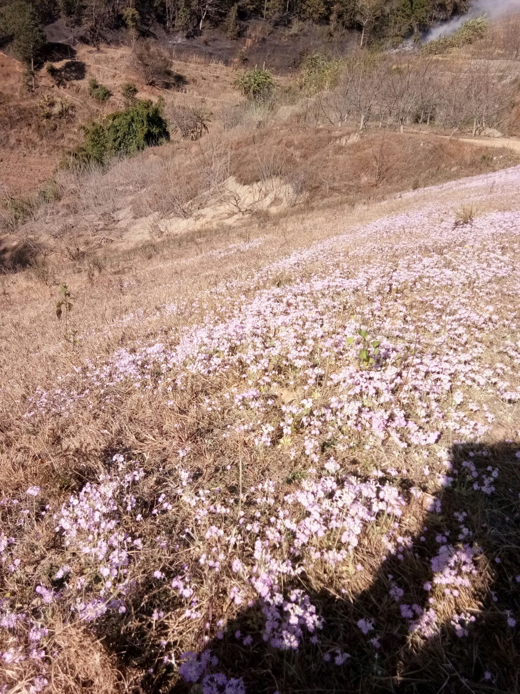  高山蜂蜜，味道纯正，农家卖货