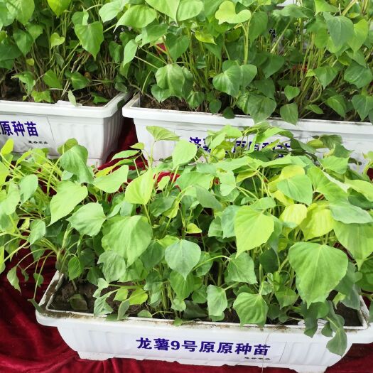 龍薯9號紅薯苗  【基地開售】龍薯九原原種脫毒苗冷棚拔苗晾曬