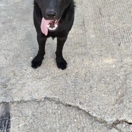 济南各种猛犬