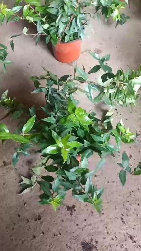 单瓣茉莉 法国香水茉莉