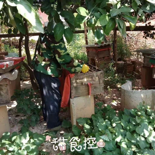 樟树市 土蜂蜜纯正天然农家自产