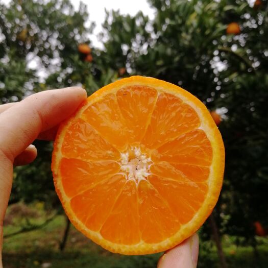 饶平县 潮州柑
