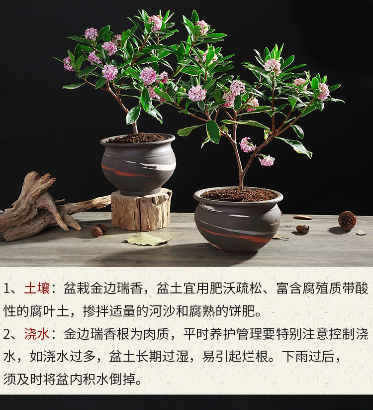 金边瑞香盆栽冬季耐寒植物浓香花卉绿植吸甲醛净化空气