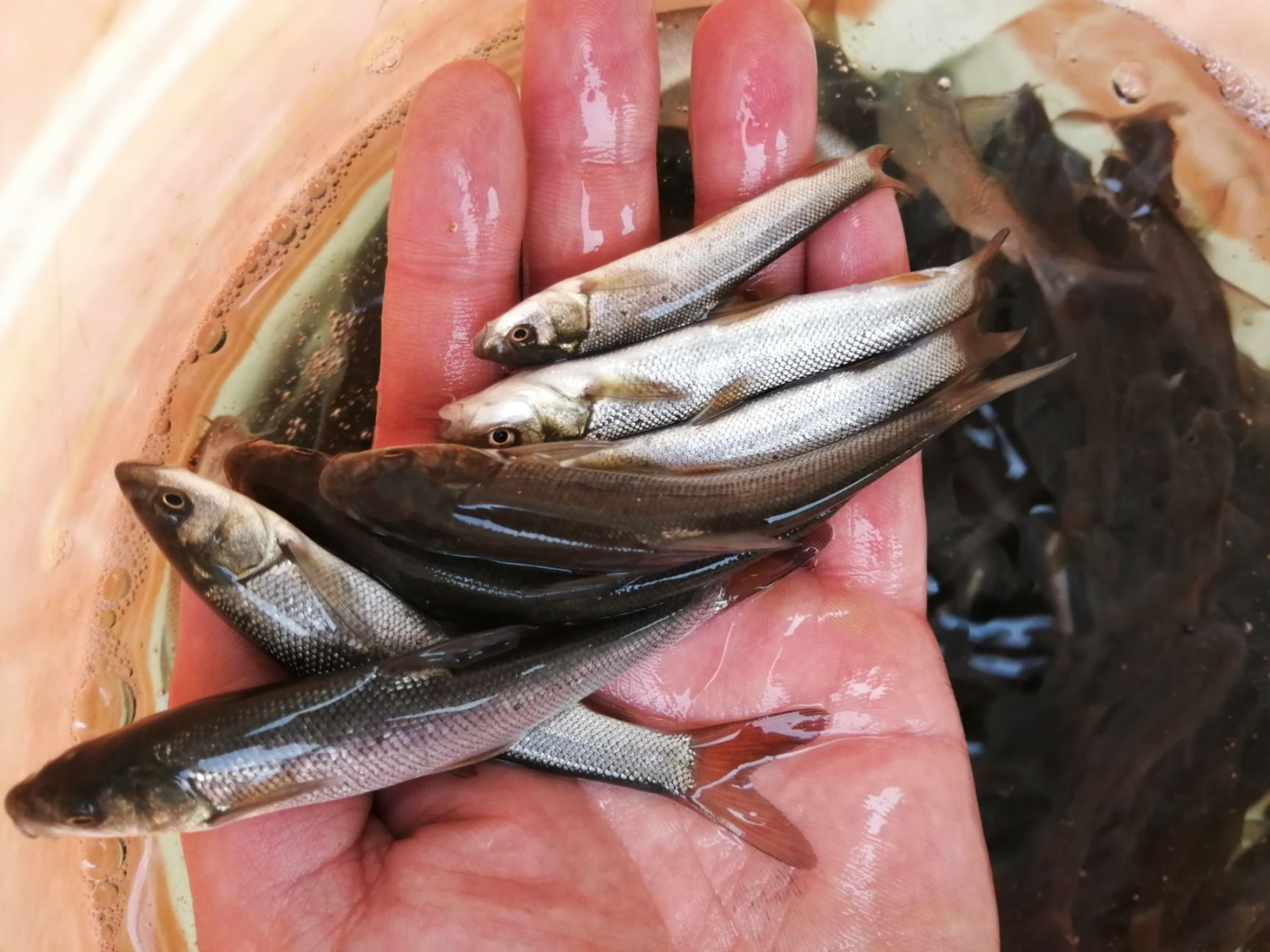 银鳕鱼苗，鳕鱼苗