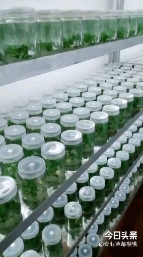 新安县 组培矮化樱桃苗