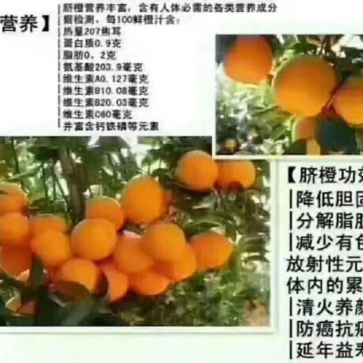 新宁县 崀山脐橙非赣南脐橙5A级世界遗产旅游区脐橙特产