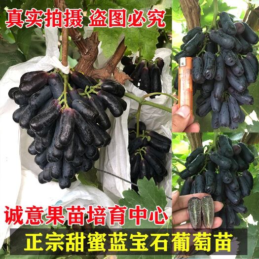 平邑县蓝宝石蓝莓苗 甜蜜蓝宝石葡萄苗，基地直销，质量保证，包成活率，提供技术指导
