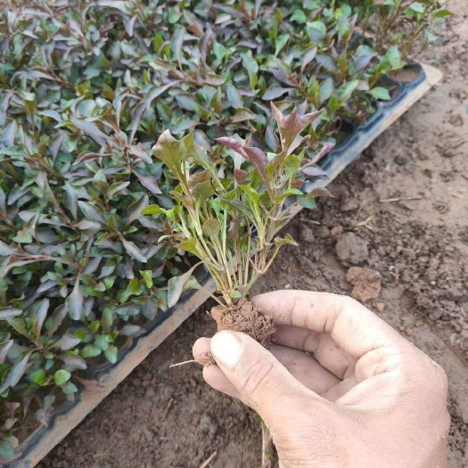 青州市穴盘/育苗盘 五色草穴盘苗杯苗都有现货