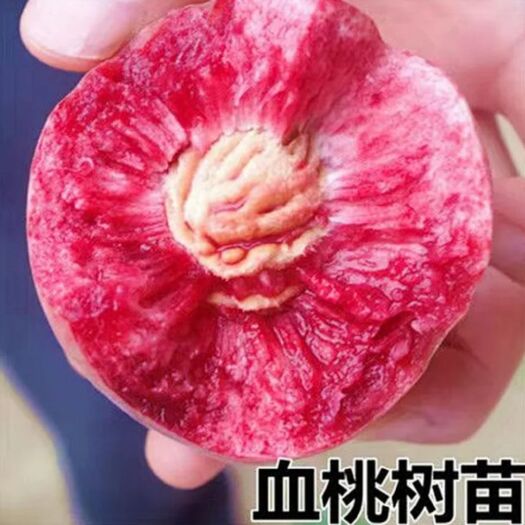 平邑县毛桃苗 正宗血桃