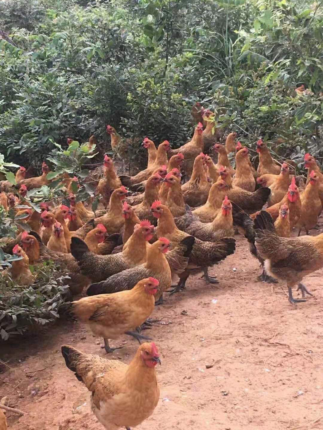 土鸡苗 母