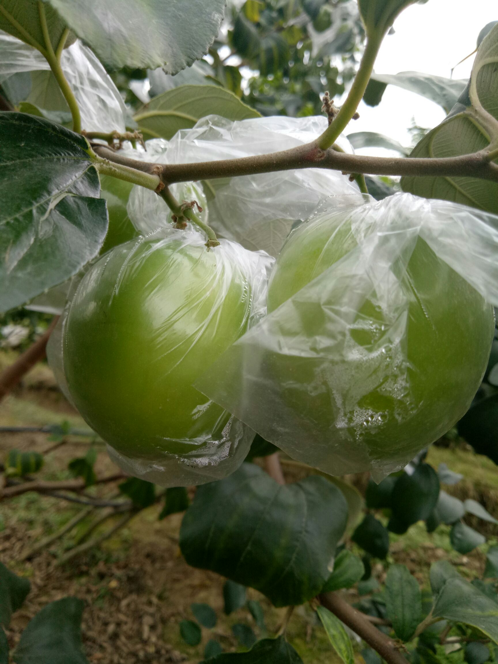 广西平南大青枣蜜丝枣牛奶枣产地直供货源充足