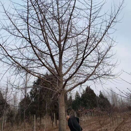 银杏实生树 银杏供应