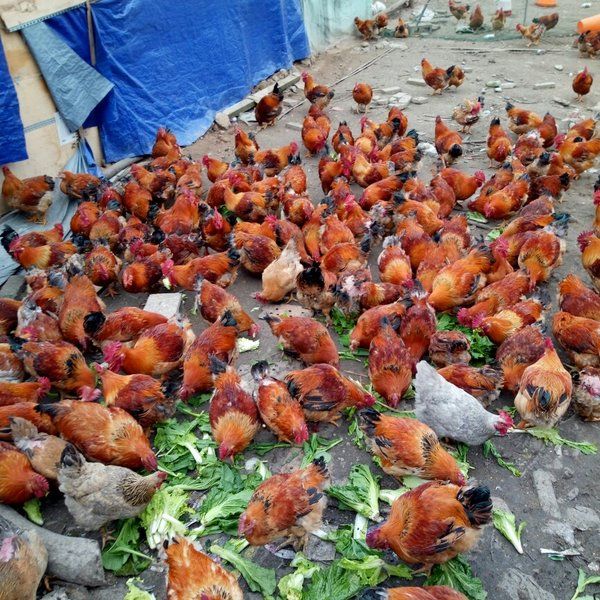  灵山土鸡苗 阉鸡苗 桂香土鸡苗 小阉鸡苗 广西土鸡苗活苗 活