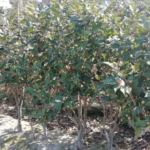 福州 7年茶花树