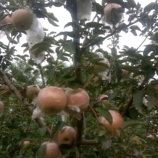 巨鹿县 富士苹果