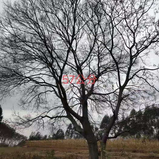 柳州 朴树