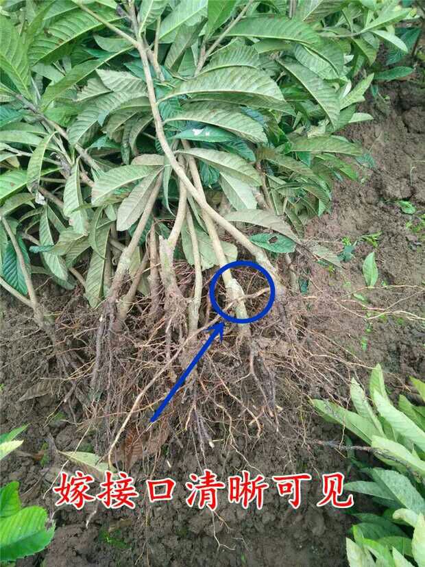 洞庭枇杷树苗  洞庭枇杷苗甜五星白玉枇杷树苗庭院盆栽地栽果树苗木南北方
