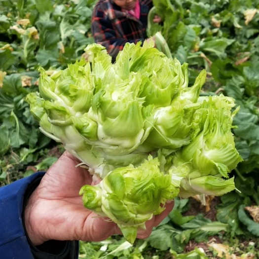 大英县 有机儿儿菜