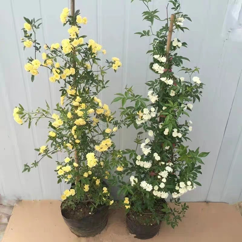 木香花  苗七里香盆栽爬藤植物浓香甜蜜红木香四季开花庭院花卉