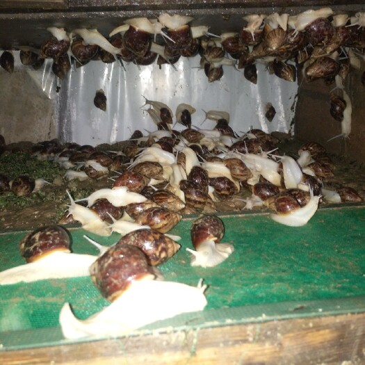 睢宁县 白玉蜗牛 种牛 白玉蜗牛良种