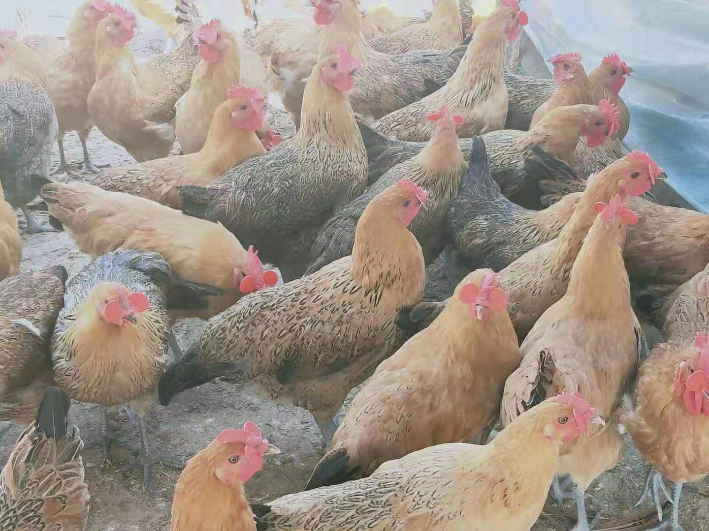 土鸡苗 母