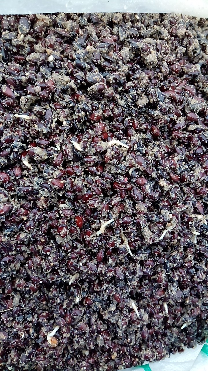 沙藏海棠种子，沙藏好的海棠籽，可直接播种