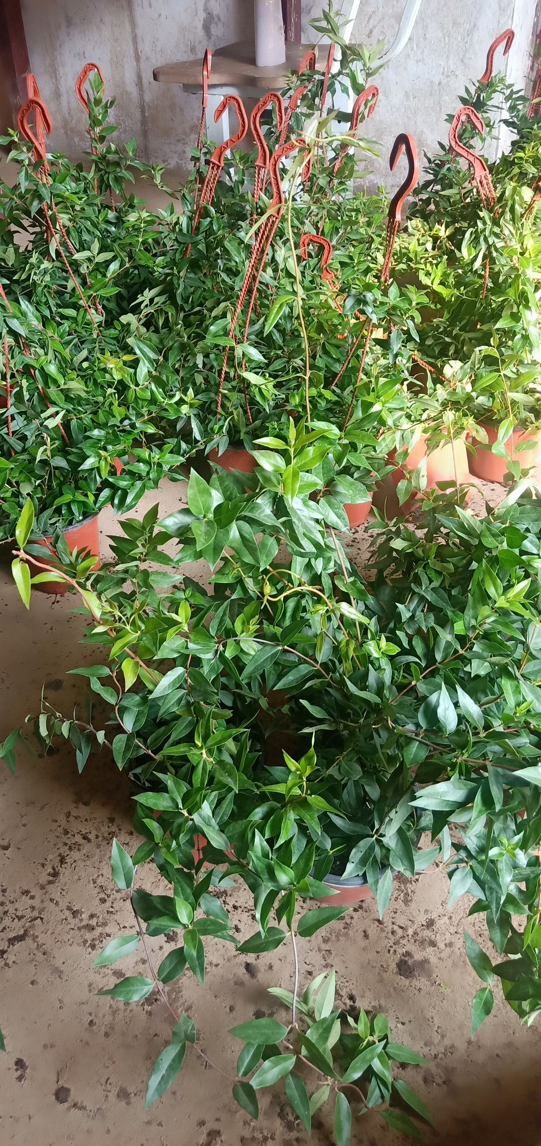 单瓣茉莉 法国香水茉莉