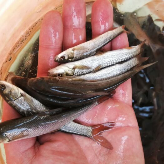 重庆市银鳕鱼苗，鳕鱼苗
