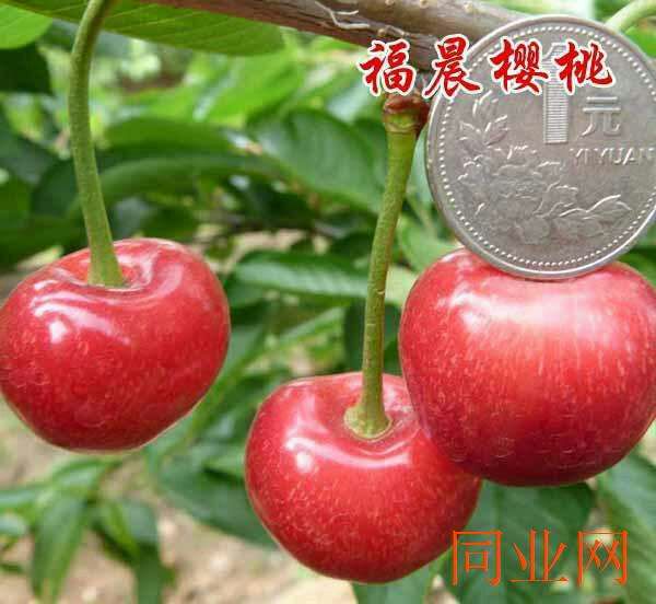 福晨樱桃苗  福晨大樱桃嫁接果树苗 南方北方种植果树苗 当结果