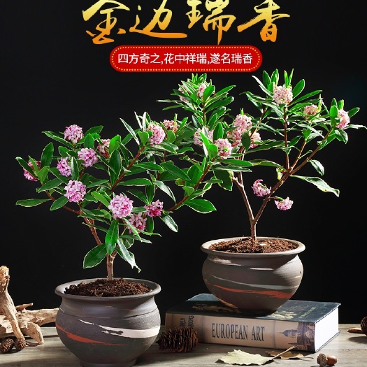 平邑县金边瑞香盆栽冬季耐寒植物浓香花卉绿植吸甲醛净化空气