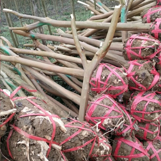 遵义 急售红花占地紫薇，土球和裸根的量大供应，米径3一5公分