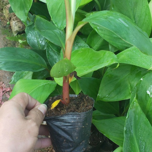 中蕉9号香蕉苗