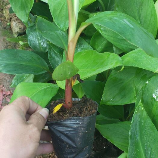 灵山县中蕉9号香蕉苗
