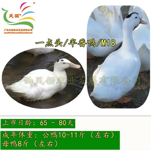 南宁 一点头鸭苗/M18/半番鸭苗
