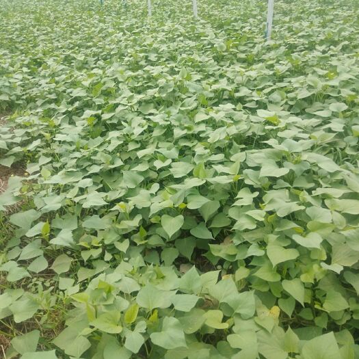 雄县龙薯9号红薯苗 高质量薯苗